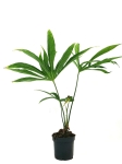 Anthurium pedatoradiatum "Fingers" - XL