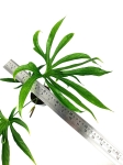 Anthurium pedatoradiatum "Fingers" - XL