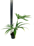 Anthurium pedatoradiatum "Fingers" - XL - wysokość