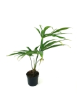 Anthurium pedatoradiatum "Fingers" - XL