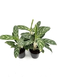 Aglaonema Ivy Green - M