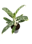 Aglaonema Ivy Green - M