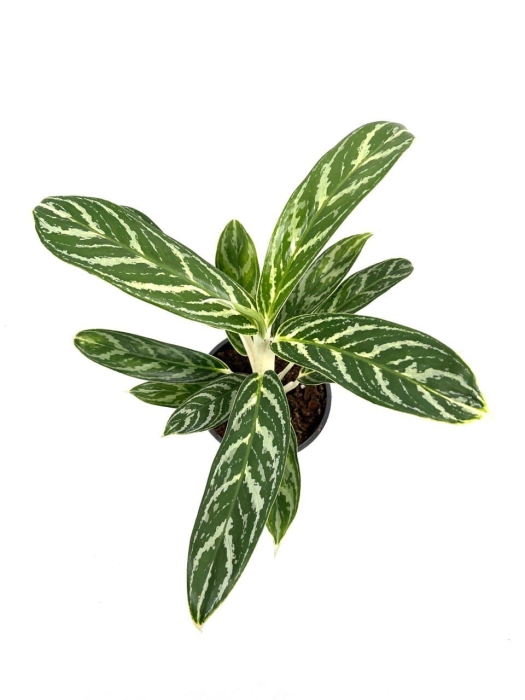Aglaonema Ivy Green