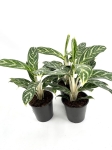 Aglaonema Ivy Green - M