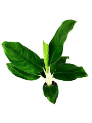 Aglaonema "Cintho King"