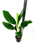 Aglaonema "Cintho King" - XL