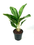 Aglaonema "Cintho Queen" - L