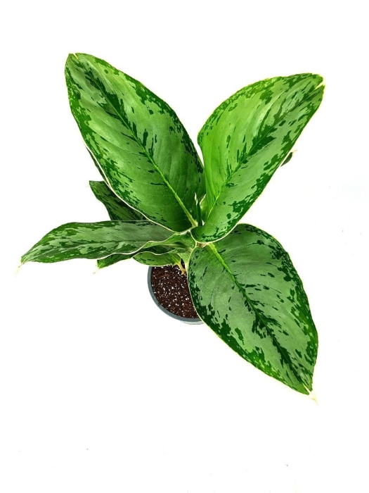Aglaonema "Cintho Queen" - L
