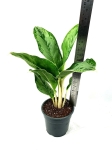 Aglaonema "Cintho Queen" - L
