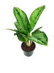 Aglaonema "Cintho Queen" - L