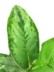 Aglaonema "Cintho Queen" - L