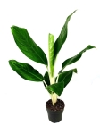Aglaonema "Cintho King" - XL