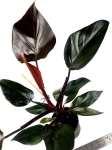 Philodendron Royal Queen