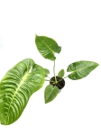 Anthurium veitchii - XL