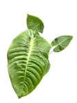 Anthurium veitchii - XL