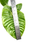 Anthurium veitchii - XL