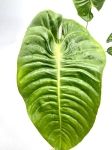 Anthurium veitchii - XL