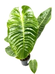 Anthurium veitchii - XL