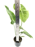 Anthurium veitchii - XL