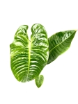 Anthurium veitchii - XL