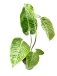 Anthurium veitchii - XL