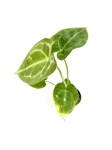 Anthurium forgetii - S