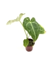 Anthurium forgetii - S
