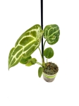 Anthurium forgetii - S