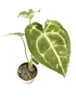 Anthurium forgetii - S