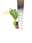 Anthurium forgetii - S