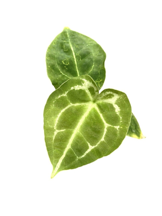 Anthurium forgetii - S