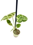 Anthurium forgetii - S