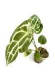 Anthurium forgetii - S
