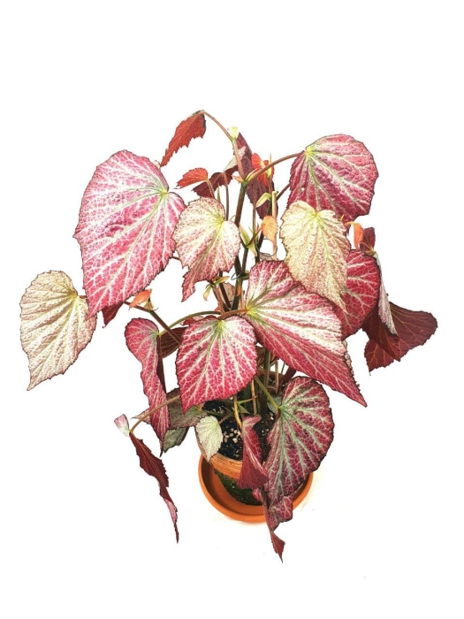 Begonia Two Face - L