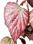 Begonia Two Face - liść