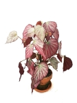 Begonia Two Face - L