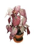 Begonia Two Face - L