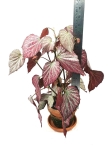 Begonia Two Face - L