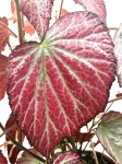 Begonia Two Face - liść