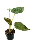 Alocasia wentii - S