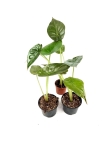 Alocasia wentii - S