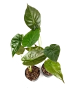 Alocasia wentii - S