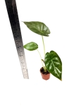 Alocasia wentii - S