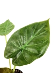 Alocasia wentii - liść