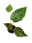 Alocasia wentii - S