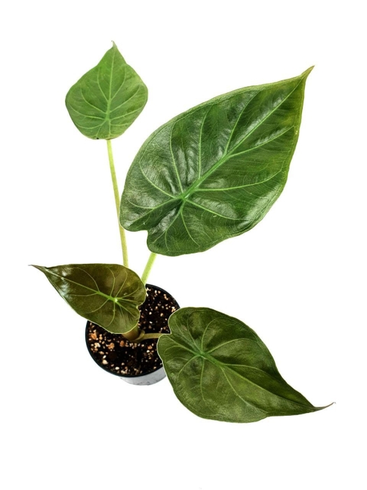 Alocasia wentii - S