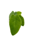 Colocasia pink china - S