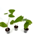 Colocasia pink china - S