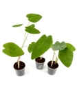 Colocasia pink china - S