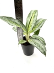 Aglaonema Emerald Stone - M